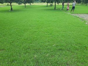 selection no 1 natural grass