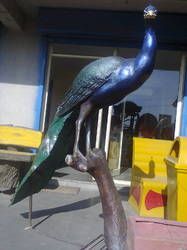 FRP Peacock