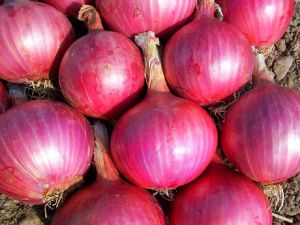 Fresh Organic Onion