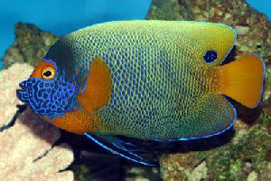 Blue face angle Marin Fish