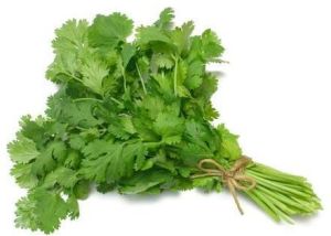 Fresh Coriander