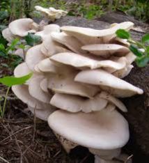 Oyster Mushroom