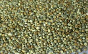 Green Millet