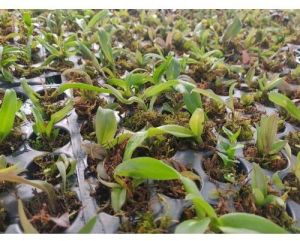 Cattleya Seedlings