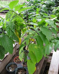 Hybrid Custard Apple Fruit Plant