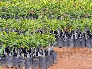 Mango Dasheri 51 Grafted Plant