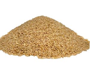 Lokwan Wheat