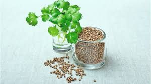 Coriander