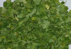 Dried Moringa Leaves (Moringa oleifera)