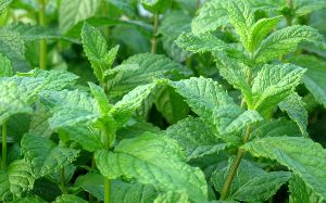 Mentha Oil