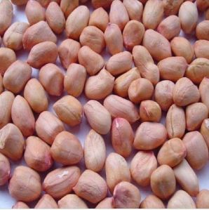 Groundnut Seed