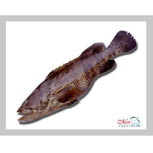 Reef Cod Fish