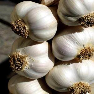 medicinal garlic