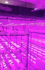 Hydroponic Indoor Grow Lights