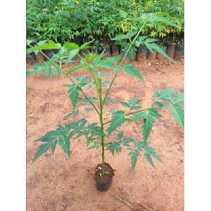 Melia Dubia Plant