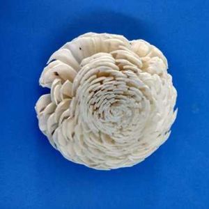 Artificial Sola Dry Flower