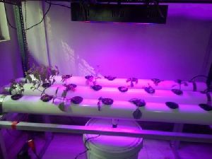 Pink Grow Light