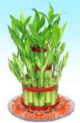 lucky bamboo plant