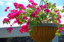 Multicolor Hanging Basket