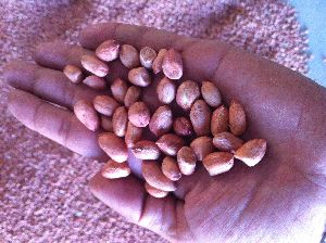 groundnut kernels HPS