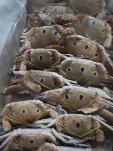 frozen three spot crab