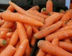 Carrot