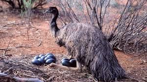 Emu Eggs