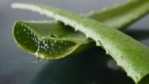 Aloe Vera Leaves