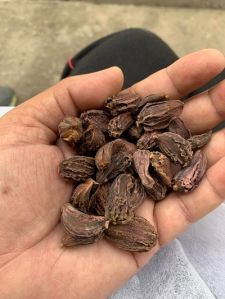 Black Cardamom