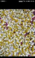 White Dry Camomile Flower