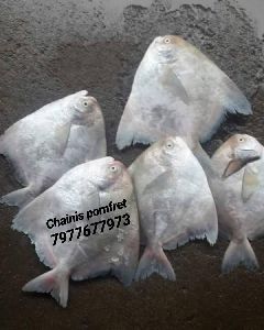 Fresh Chinese Pomfret Fish