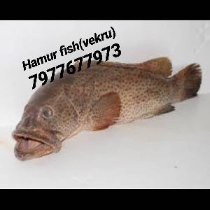 Fresh Hamour Fish