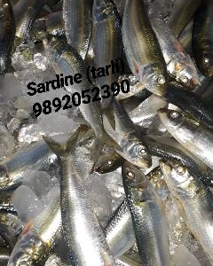 Fresh Sardine Fish
