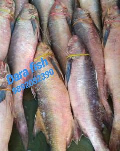Fresh Threadfin Fish