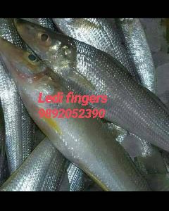 Lady Finger Fish