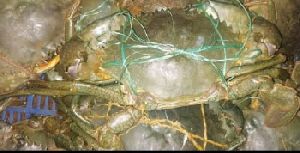 Live Green Crabs
