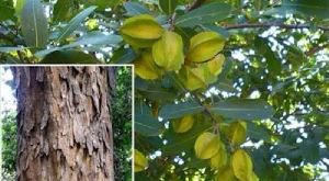 Natural Organic Arjun Tree Chaal