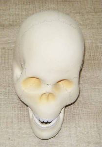 Skull Model