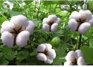 Raw Cotton