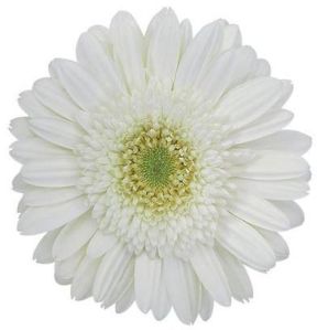 Amelie Gerbera Flower