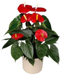 Anthurium Flowering Plant Pot