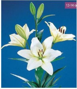 Courier LA Lilies Plant