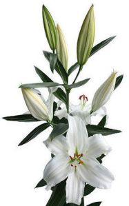 Crystal Blanca Oriental Lilies Plant