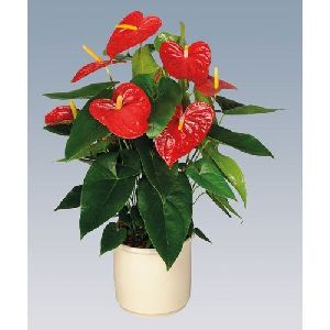 Dakota Anthurium Plant Pot