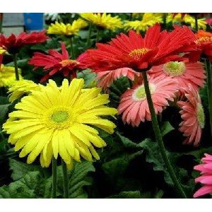 Gerbera Daisy Plant