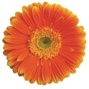 Kyllian Gerbera Flower