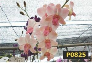 Lan Hua Peach Dendrobium Orchid Plant