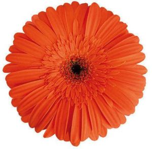 Marinilla Gerbera Flower