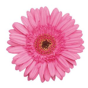 Nigela Gerbera Flower