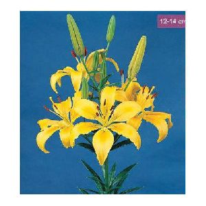 Pollyanna Asiatic Lilies